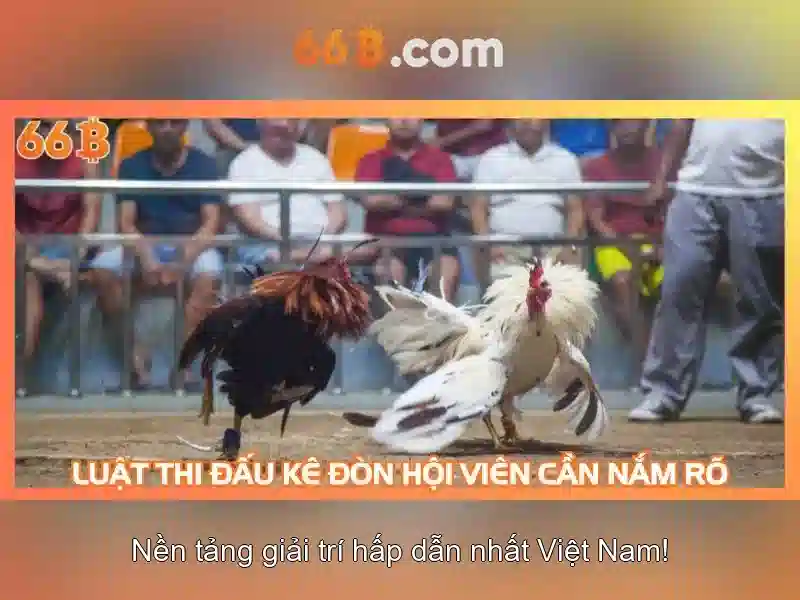 Triển vọng và tương lai của các mô hình 66b