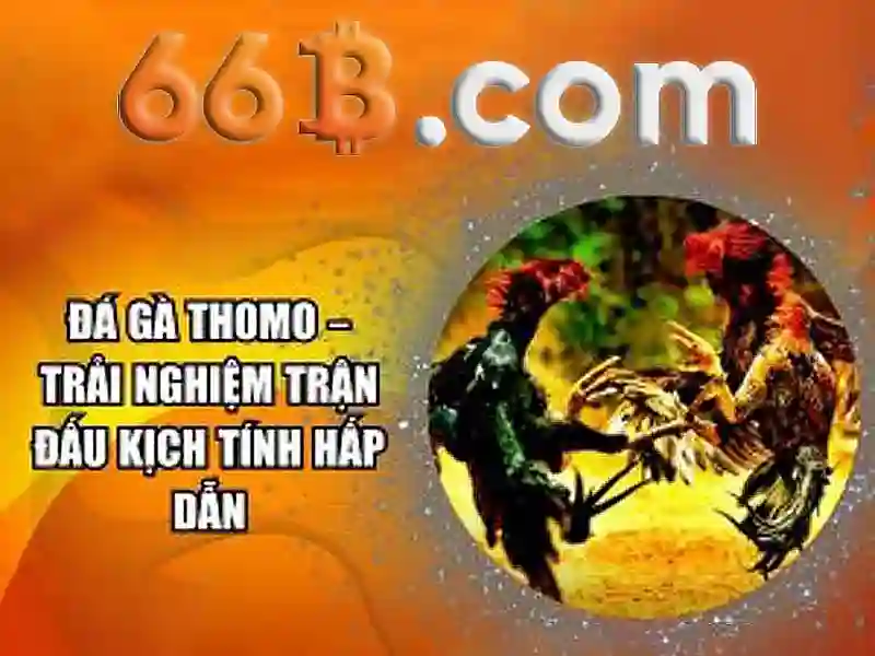 66B là gì và tại sao nó thu hút sự chú ý